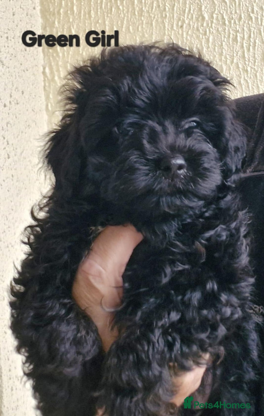 Mixed Breed dogs for sale: Yorkiepoo Puppies - Image 7