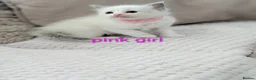 Ragdoll cats for sale: 5 Beautiful Ragdoll Kittens - Advert 5