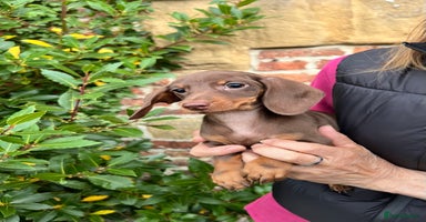 Miniature Dachshund dogs - Advert 8