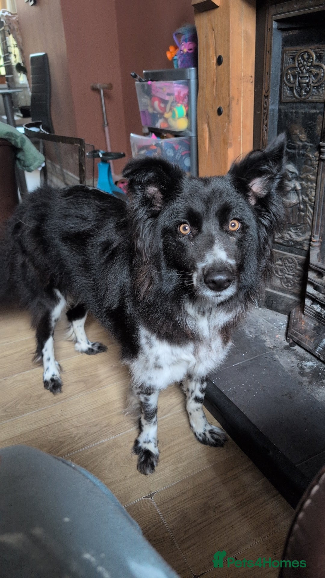 Border Collie dogs for sale: 2 year old bird collie female - Advert 3