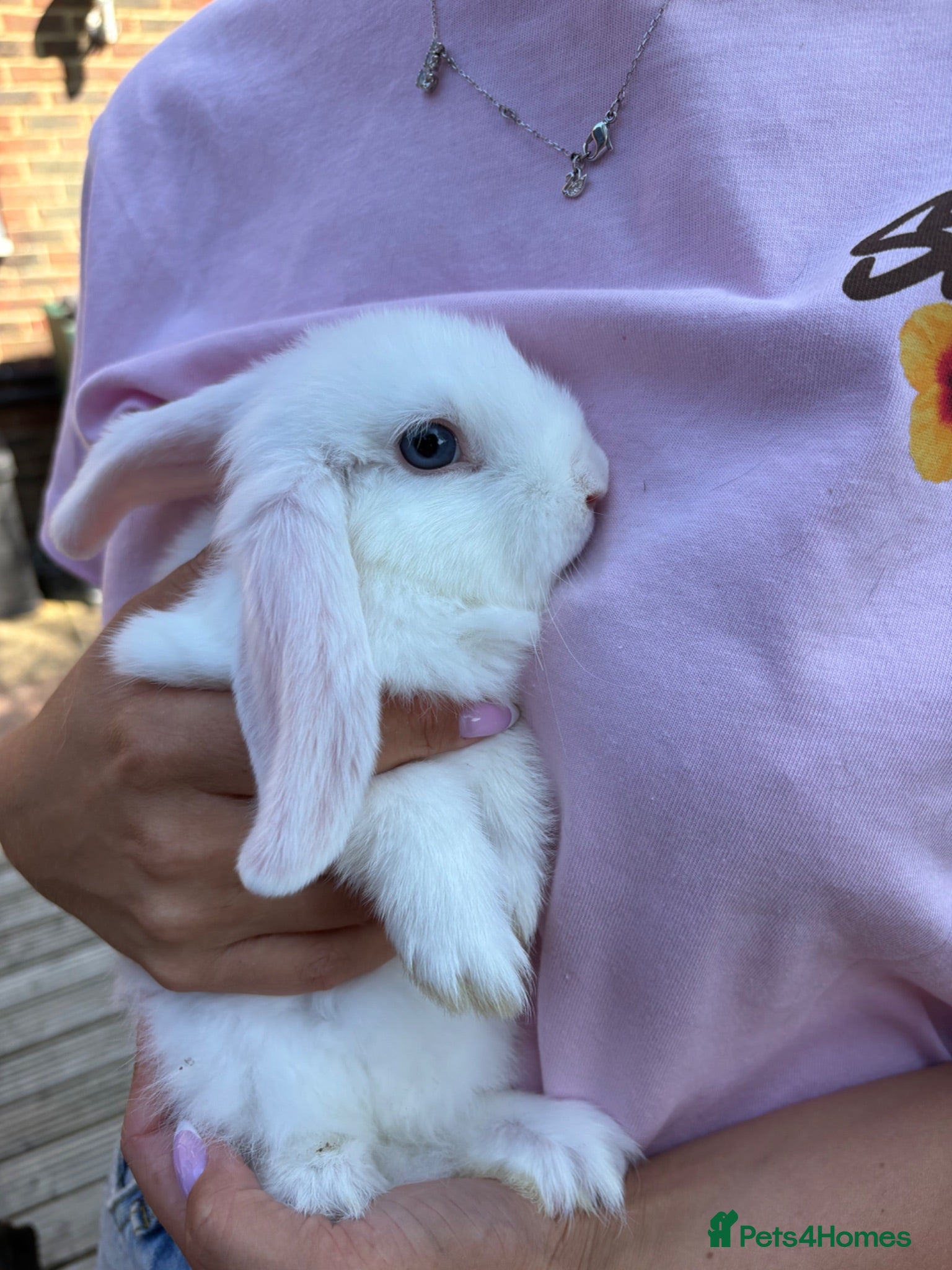 Mini Lop rabbits Pure bred mini lops - only 1 left!!  - Advert 2