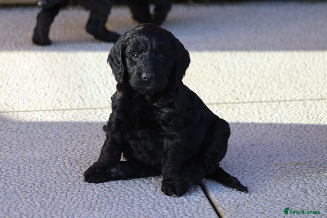 Cockapoo dogs for sale: F1 Cockapoo puppies for sale - Advert 23