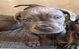 Cane Corso dogs for sale: Blue Cane Corso - Image 2