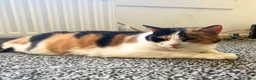 Mixed Breed cats for adoption: Rainbow Sisters - Dog & Child Friendly - Advert 7