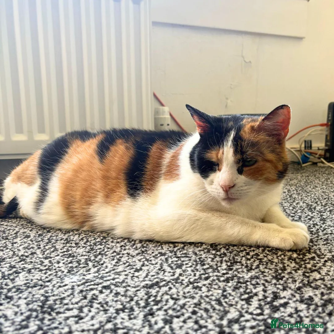 Mixed Breed cats for adoption: Rainbow Sisters - Dog & Child Friendly - Advert 7