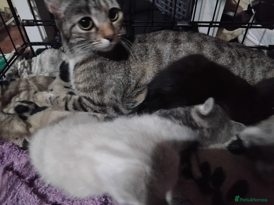 British Shorthair cats for sale: x1 female left ready now  - Advert 4