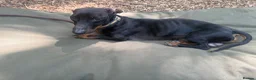 Dachshund dogs for sale: Dachshund looking for a specific home  in Horley - Advert 2