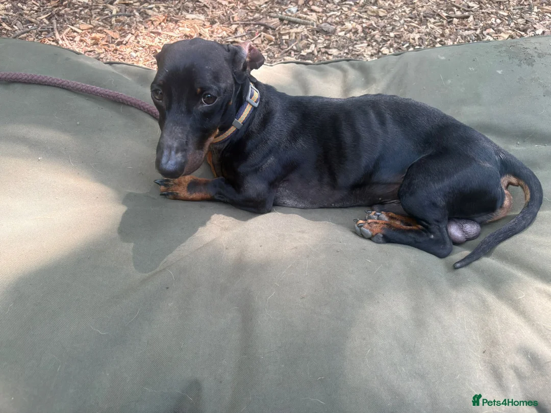 Dachshund dogs for sale: Dachshund looking for a specific home  in Horley - Advert 2
