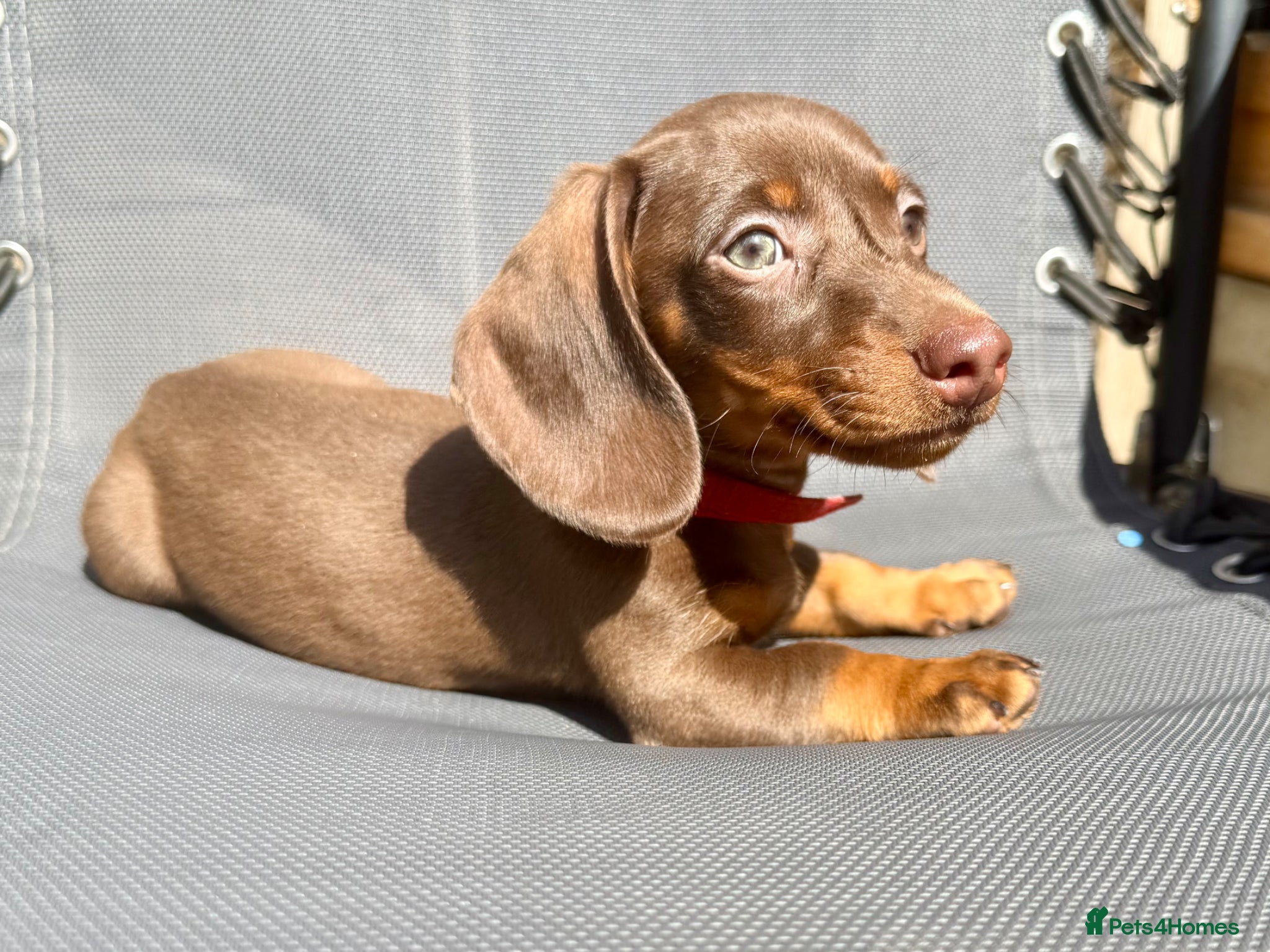 Miniature Dachshund dogs Chocolate and tan boy. Ready to leave! - Advert 16