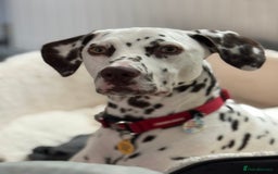 Dalmatian dogs for sale: Liver Dalmatian for sale.  - Image 6