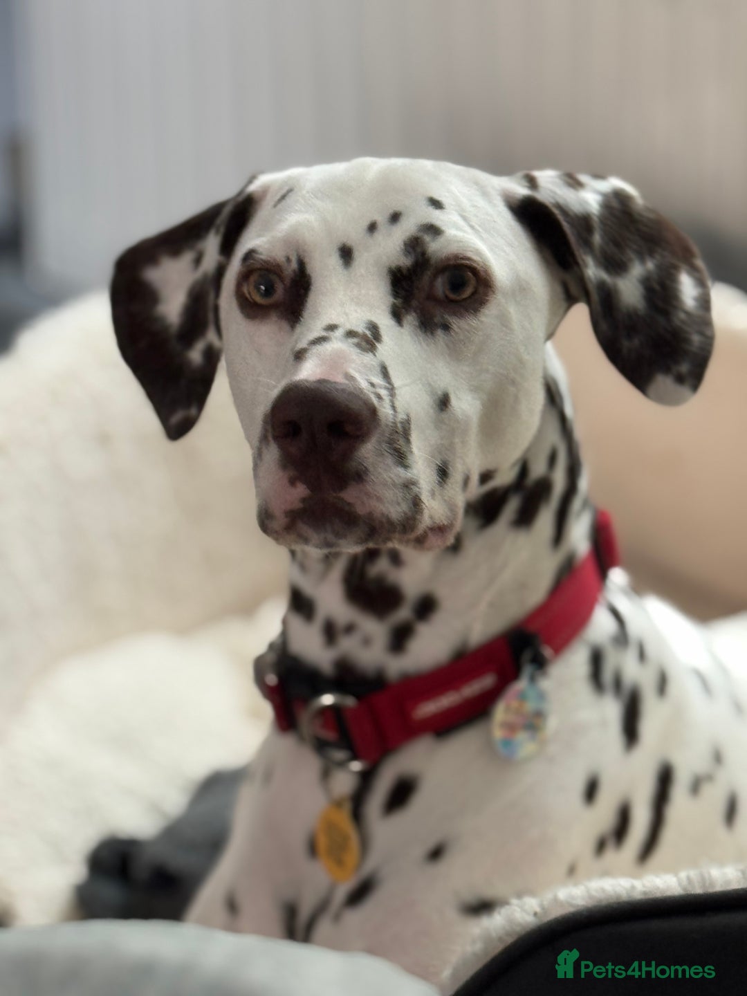 Dalmatian dogs for sale: Liver Dalmatian for sale.  - Image 6