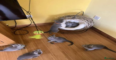 Russian Blue cats - Advert 16