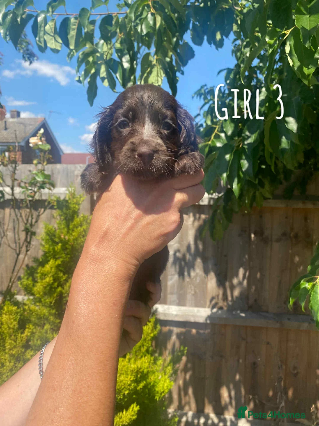 Cocker Spaniel dogs for stud: Show type cocker spaniel in Braintree - Advert 10