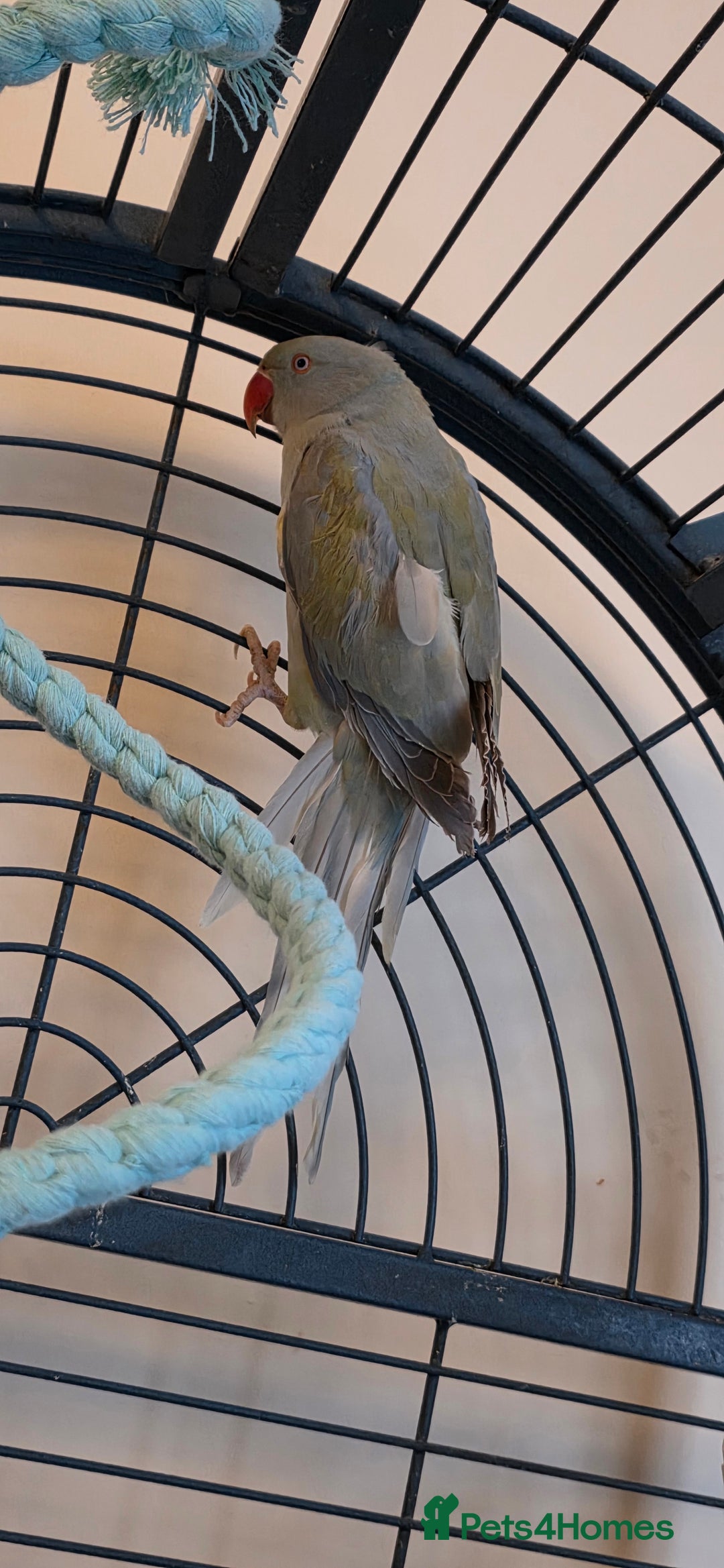 Ringnecks birds for sale: Ringneck looking for a new perch - Advert 2