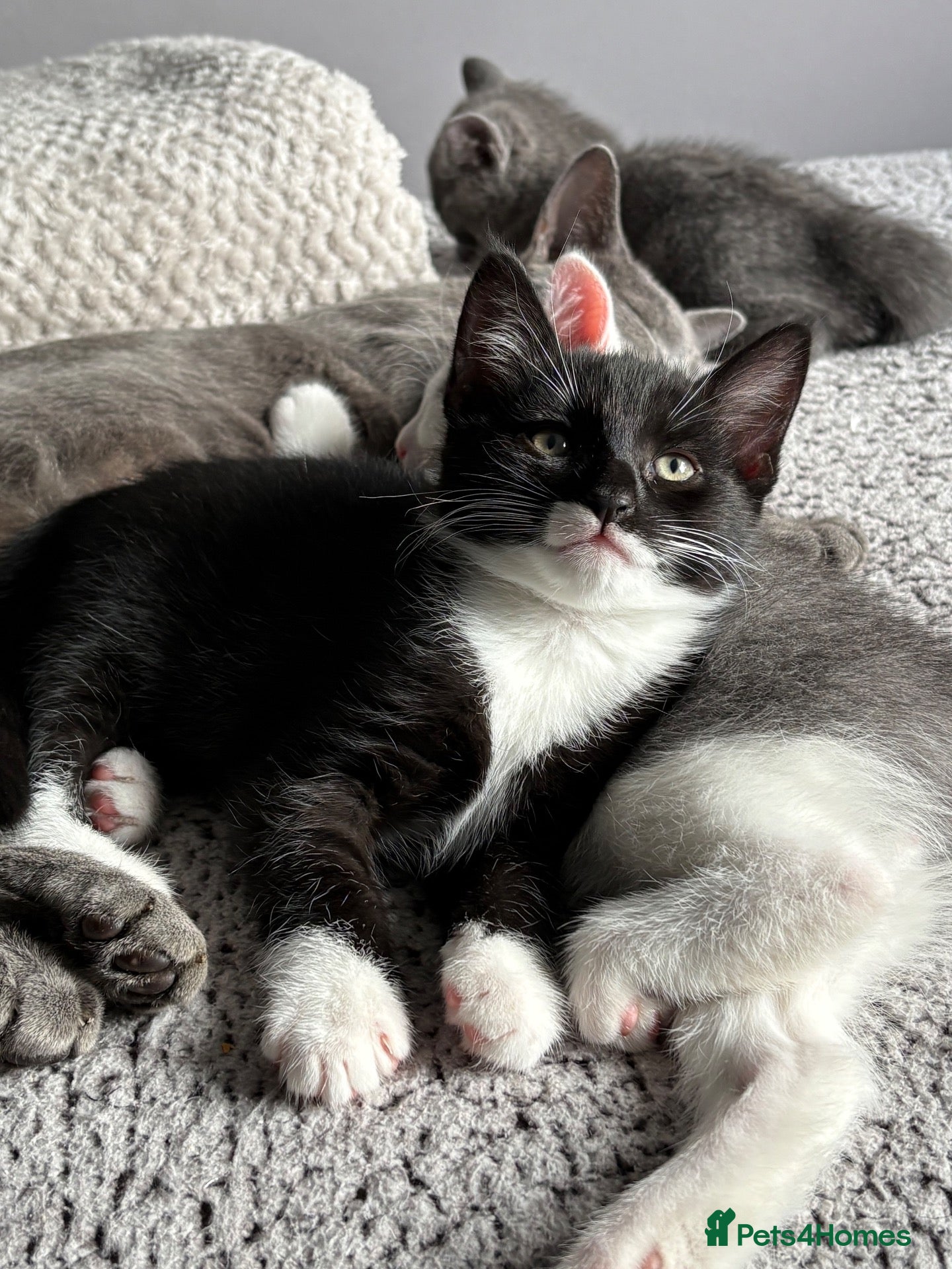 Mixed Breed cats for sale: Beautiful Russian Blue X BS looking for homes - Advert 9