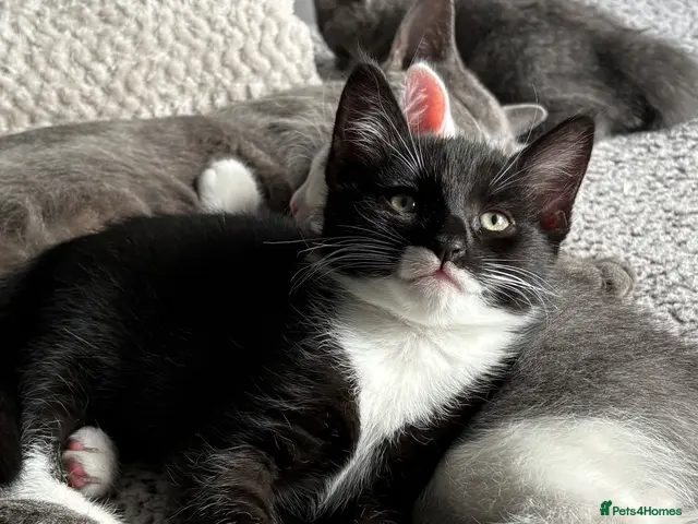 Mixed Breed cats for sale: Beautiful Russian Blue X BS looking for homes - Advert 9