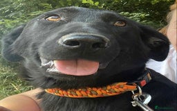 Mixed Breed dogs for adoption: Meet beautiful Maud !  - Image 1