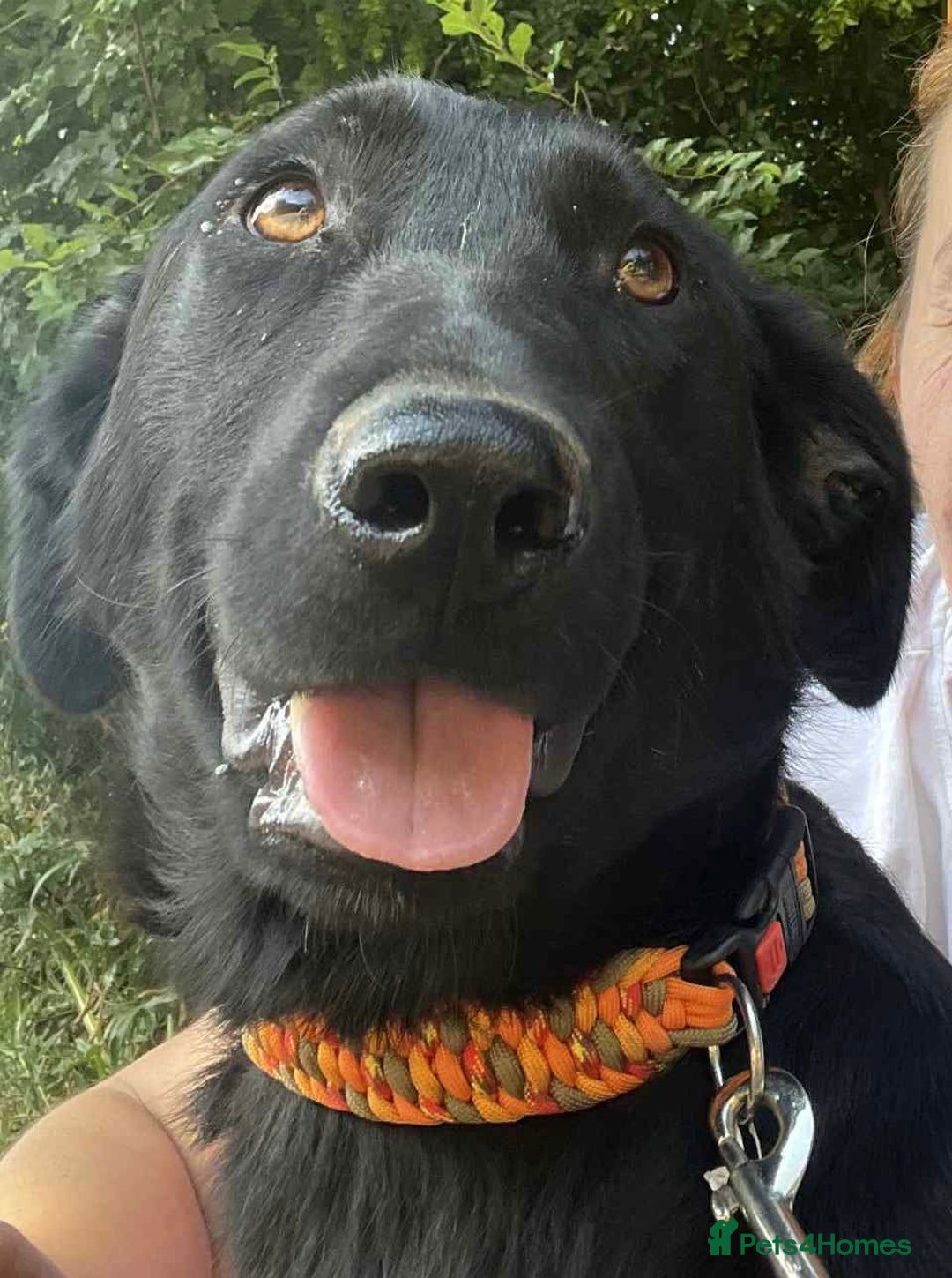 Mixed Breed dogs for adoption: Meet beautiful Maud !  - Image 1