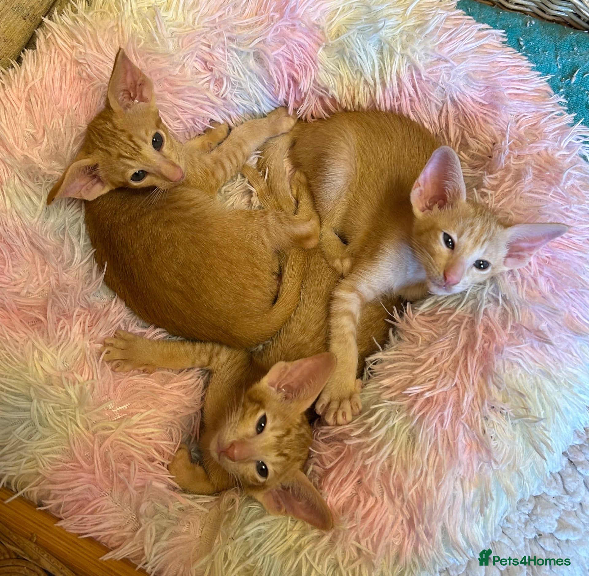 Oriental cats GGGF Reg Rare Oriental RED & APRICOT FEMALES - Advert 7