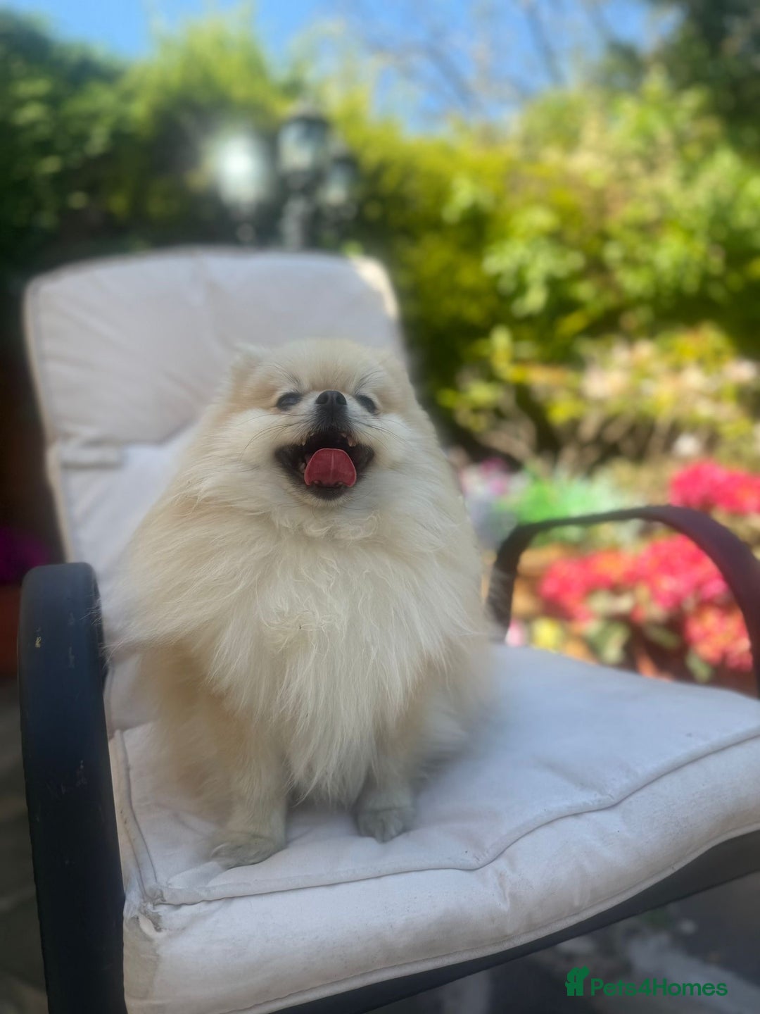Pomeranian dogs for sale: Beautiful small Pomeranian girl cream colour  - Image 13