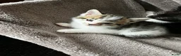 Mixed Breed cats for sale: 5 mixed kittens for sale - Advert 5