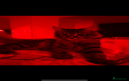 Mixed Breed cats for sale: Maine coon/tabby  - Image 3