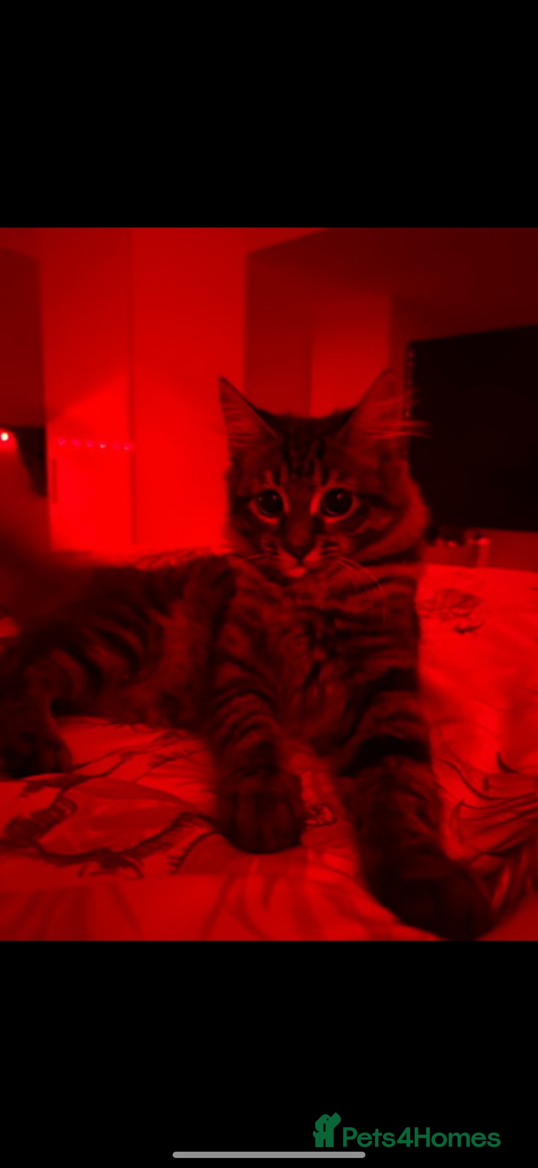 Mixed Breed cats for sale: Maine coon/tabby  - Image 3