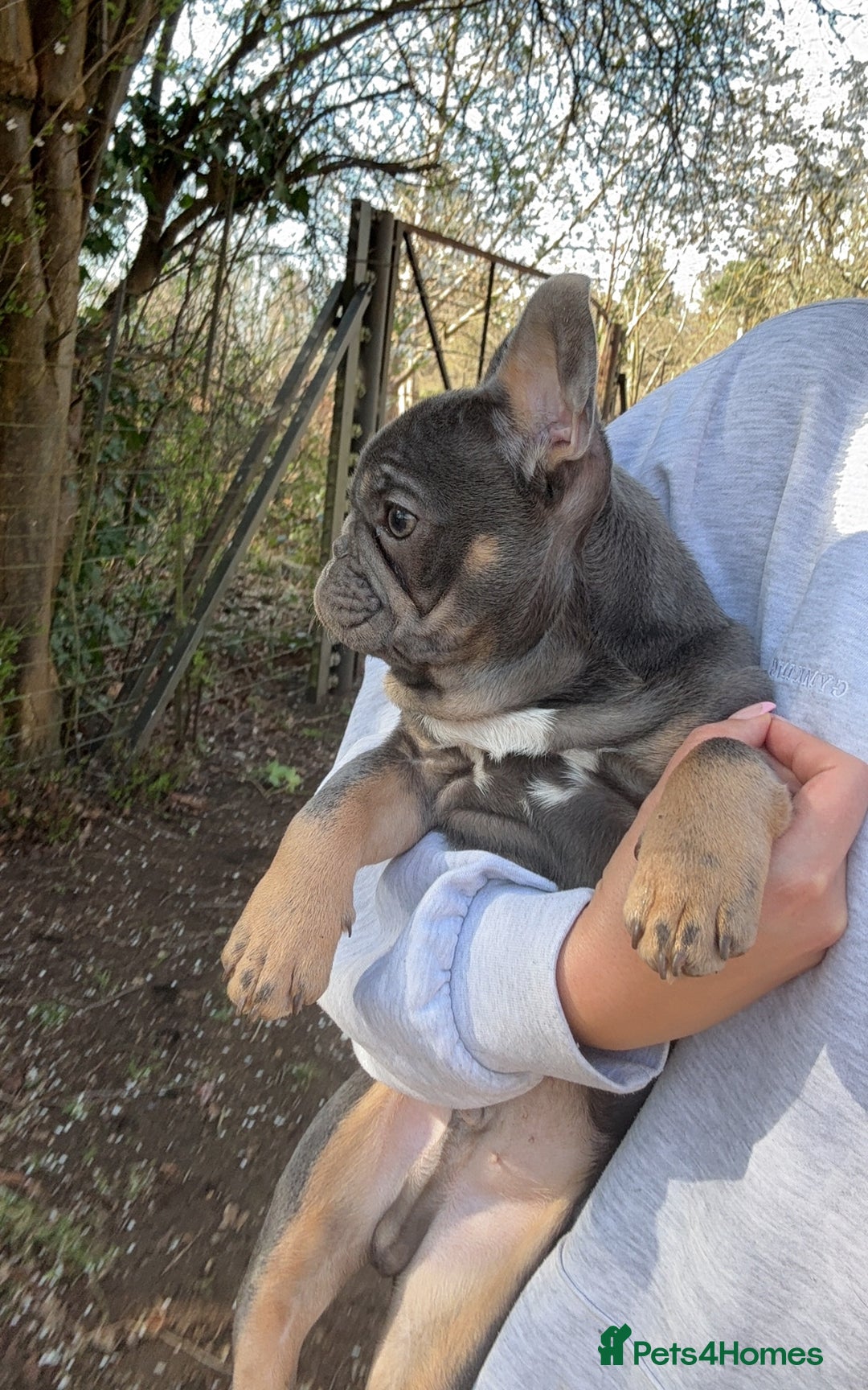 French Bulldog dogs for stud: 🐾 FRENCH BULLDOG STUD – MEET REGGIE! 🐾 - Advert 2
