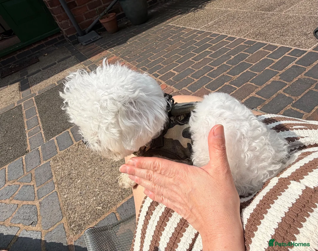 Bichon Frise dogs for stud: 🍒UK’s only Asian Mini Bichon for stud!!  - Advert 12