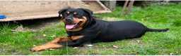 Mixed Breed dogs for sale: Rottweiler X Lab puppies  - Advert 13