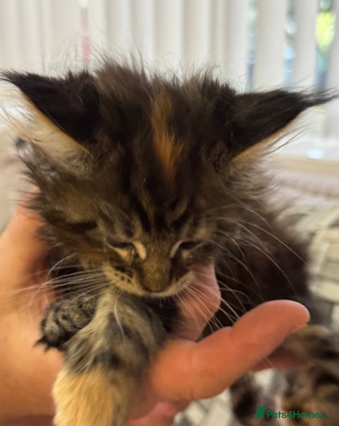 Maine Coon cats for sale: Adorable pedigree Maine coon kittens - Advert 35