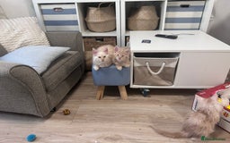 Maine Coon cats for sale: Beautiful full Maine Coon kittens ready now 😻 - Image 3