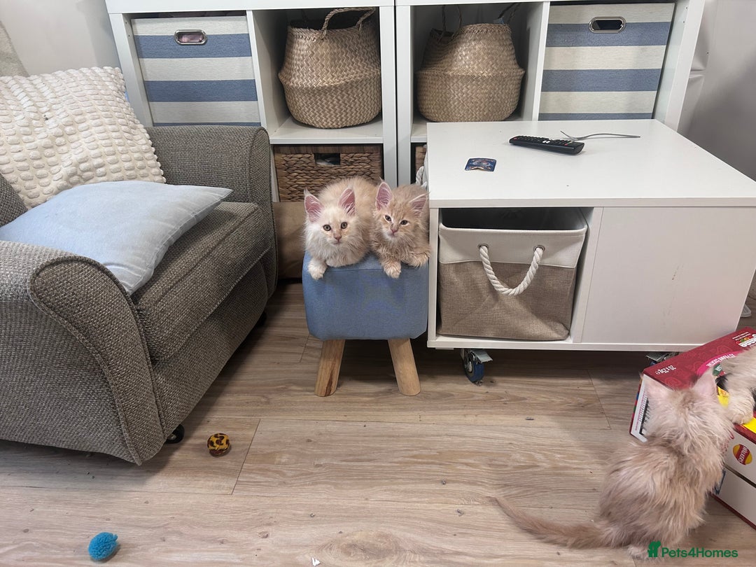 Maine Coon cats for sale: Beautiful full Maine Coon kittens ready now 😻 - Image 3