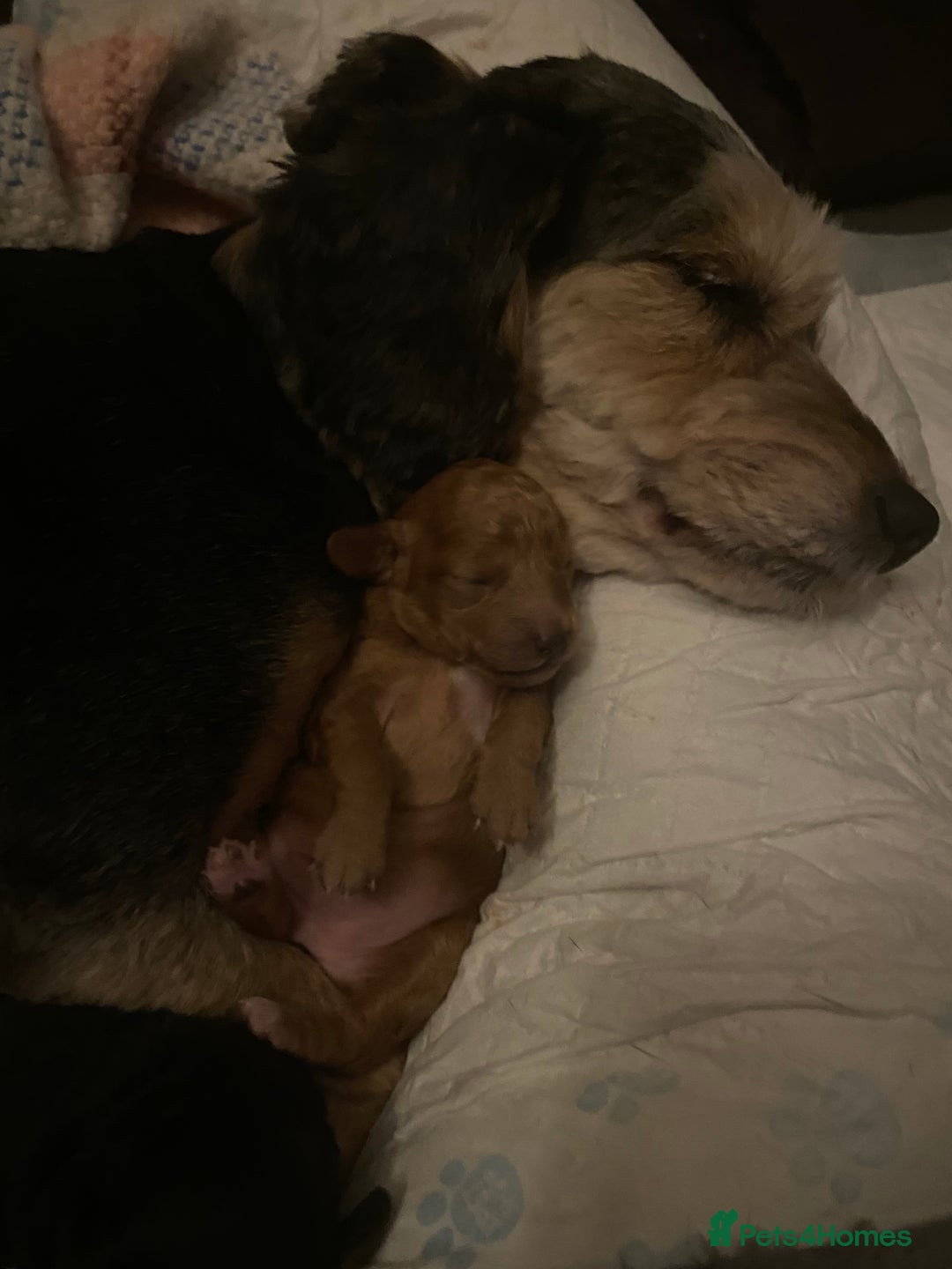 Cockapoo dogs for sale: F1b cockapoo video call viewings available  - Advert 16