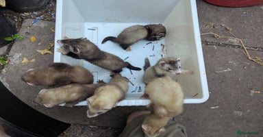 Ferret rodents - Advert 6
