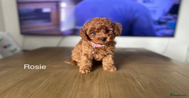 Cockapoo dogs - Advert 12