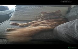 Maine Coon cats for sale: 5 beautiful maine coones  - Image 35