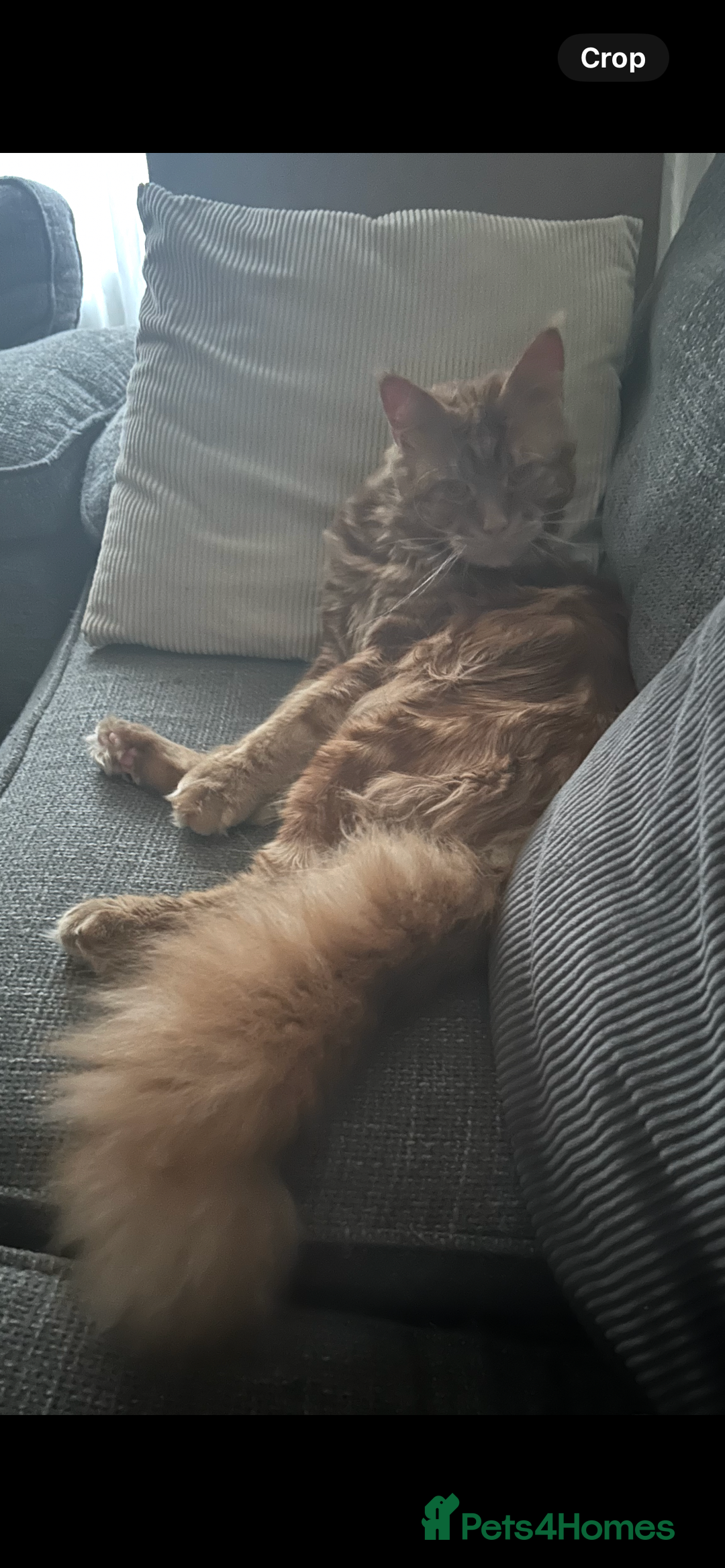 Maine Coon cats for sale: 5 beautiful maine coones  - Image 35