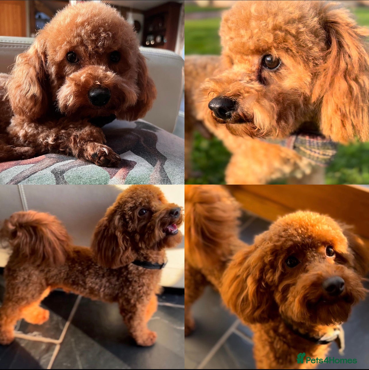 Toy Poodle dogs ONLY 3KG 9INCH Red DNA Tested Toy Poodle STUDS!! in Welshpool - Advert 23