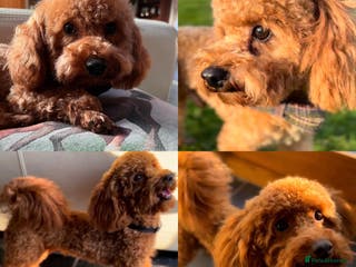 Toy Poodle dogs ONLY 3KG 9INCH Red DNA Tested Toy Poodle STUDS!! in Welshpool - Advert 10