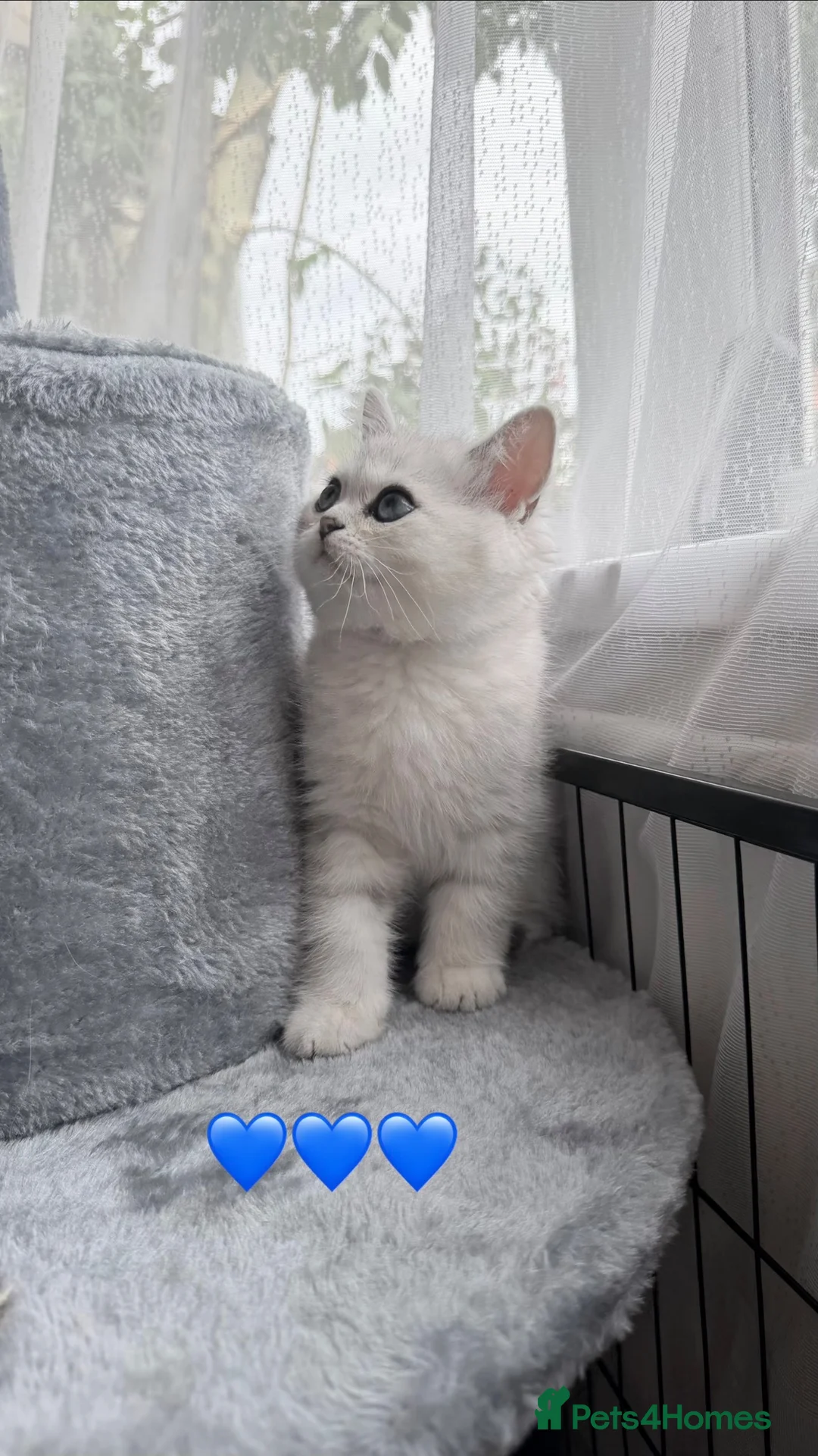 Scottish Fold cats for sale: Beautiful Chinchilla Scottish fold & Straight 💞🐾 - Advert 2