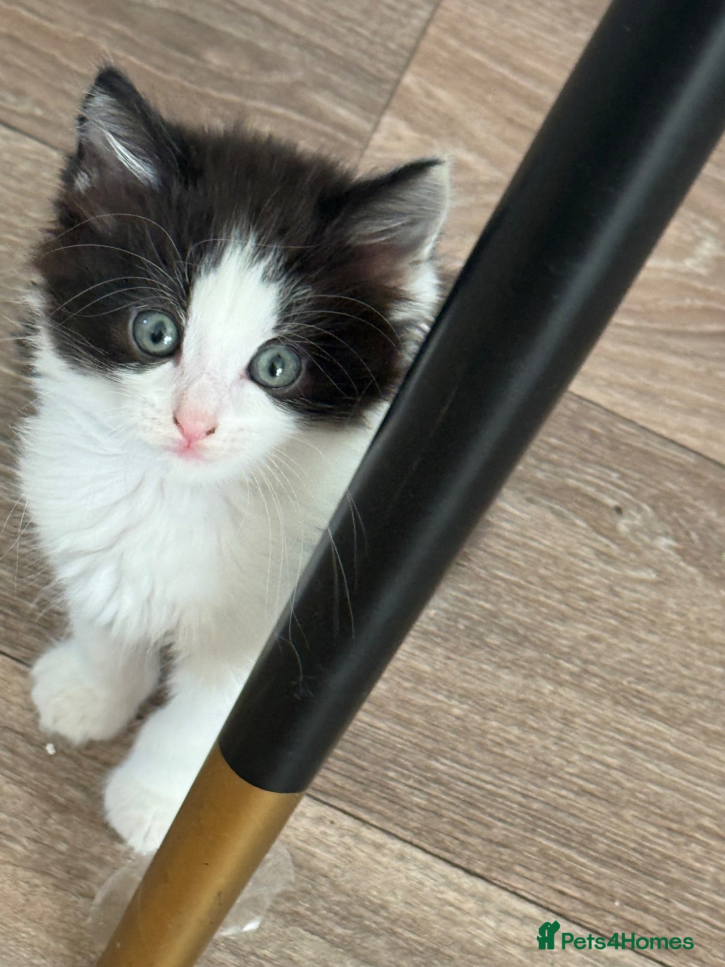 Mixed Breed cats 6 Beautiful kittens  - Advert 7