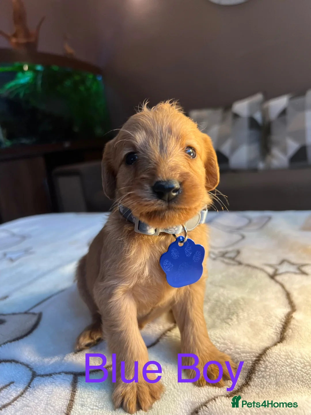 Labradoodle dogs for sale: Labradoodle Fox Red♥️Health Check - Advert 38