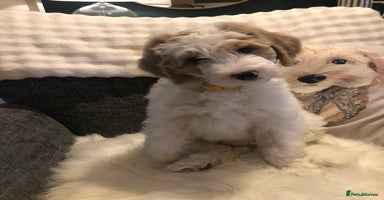 Goldendoodle dogs - Advert 1