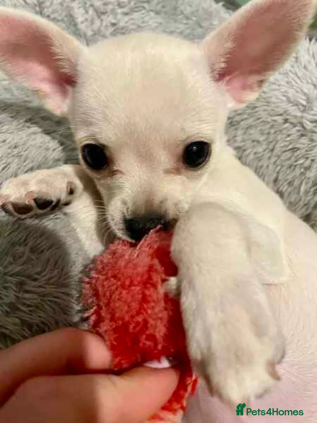 Chihuahua dogs for sale: Chihuahua Puppies available for sale in London - Advert 4