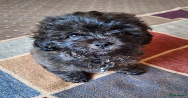 Shihpoo dogs - Advert 2