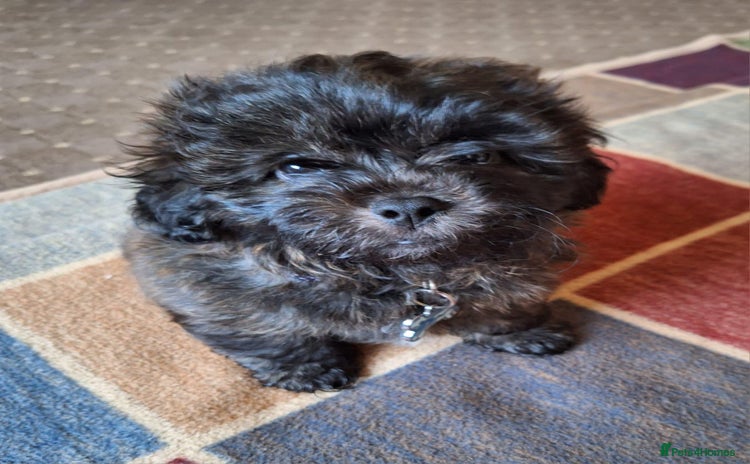 Shihpoo dogs - Advert 1