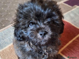 Shihpoo dogs - Advert 23