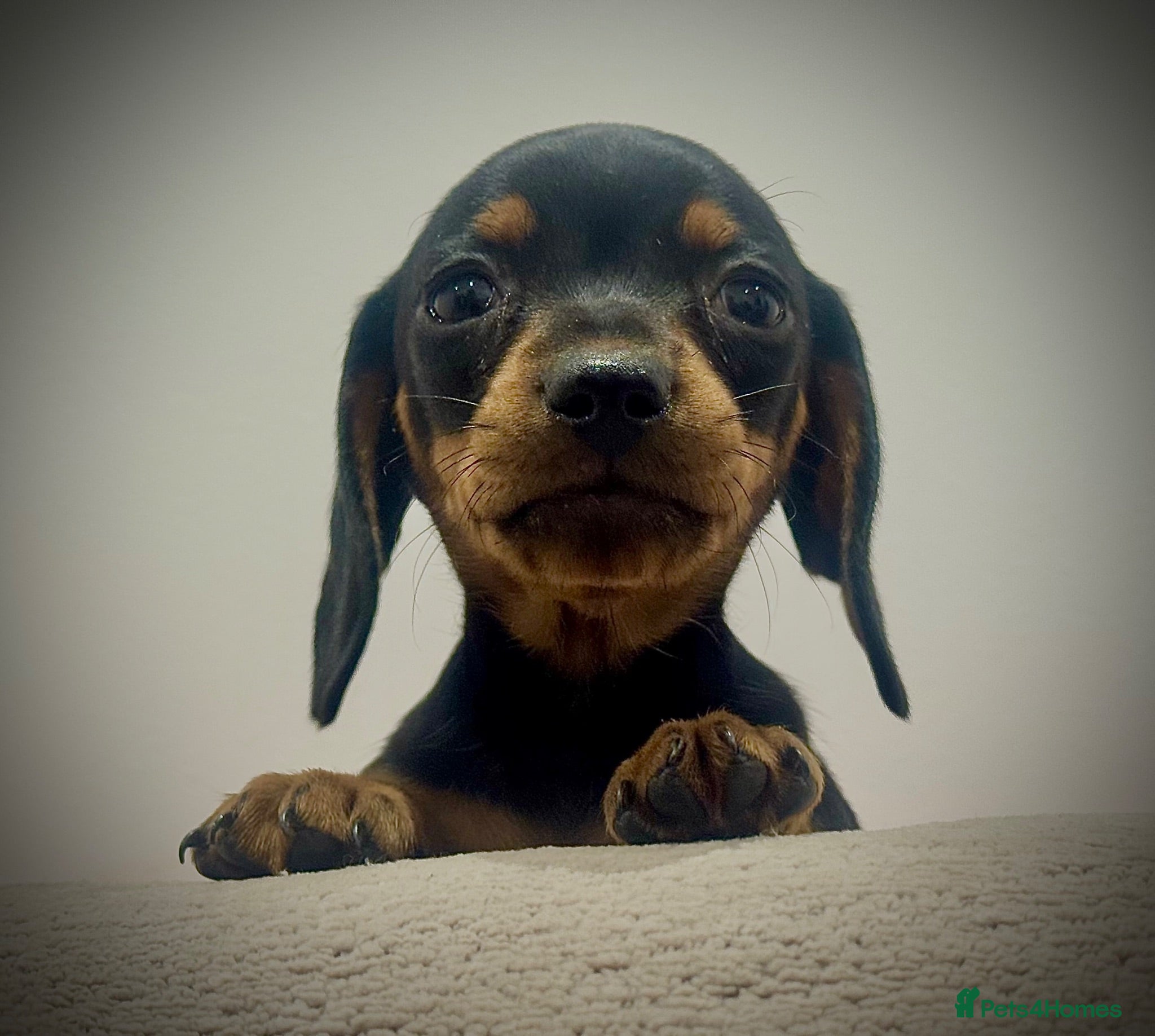Miniature Dachshund dogs KC Mini black and tan Dachshund puppies  - Advert 1