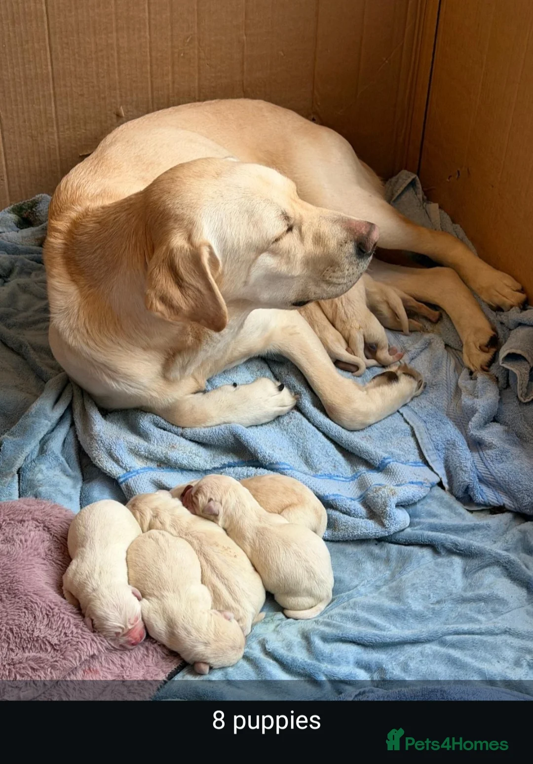 Labrador Retriever dogs for stud: White Labrador Stud Lincoln | Proven | 8 Pups - Advert 6